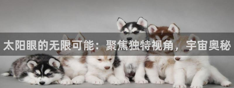 新宝5 代理